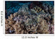 Well-camouflaged Crocodilefish Lies Coral Wall Decal Design 1