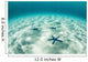 Starfish Brightly Lit Seafloor Wall Decal Design 1