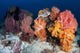 Soft Corals and Invertebrates Wall Decal Design 2