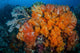 Soft Corals and Invertebrates Wall Decal Design 1