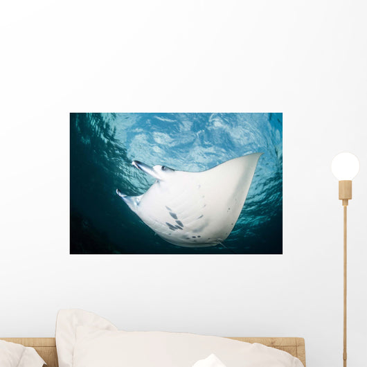 Manta Ray Swims through Wall Decal Design 2