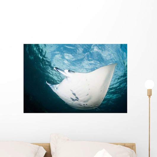 Manta Ray Swims through Wall Decal Design 2
