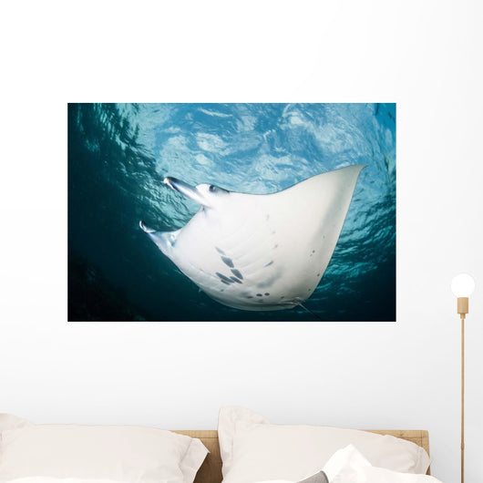 Manta Ray Swims through Wall Decal Design 2