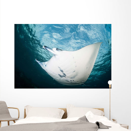 Manta Ray Swims through Wall Decal Design 2