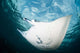 Manta Ray Swims through Wall Decal Design 2
