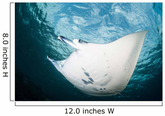 Manta Ray Swims through Wall Decal Design 2