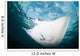 Manta Ray Swims through Wall Decal Design 2