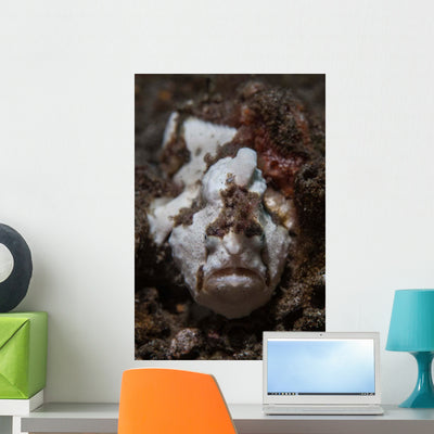Painted Frogfish Blends into Wall Decal shown on a wall