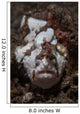 Painted Frogfish Blends into Wall Decal