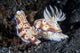 Pair Colorful Nudibranch Crawling Wall Decal