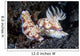 Pair Colorful Nudibranch Crawling Wall Decal
