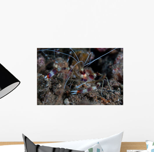 Banded Coral Shrimp Crawls Wall Decal
