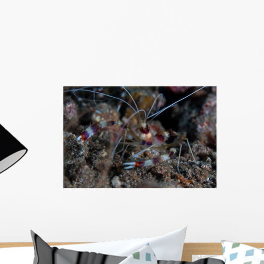 Banded Coral Shrimp Crawls Wall Decal
