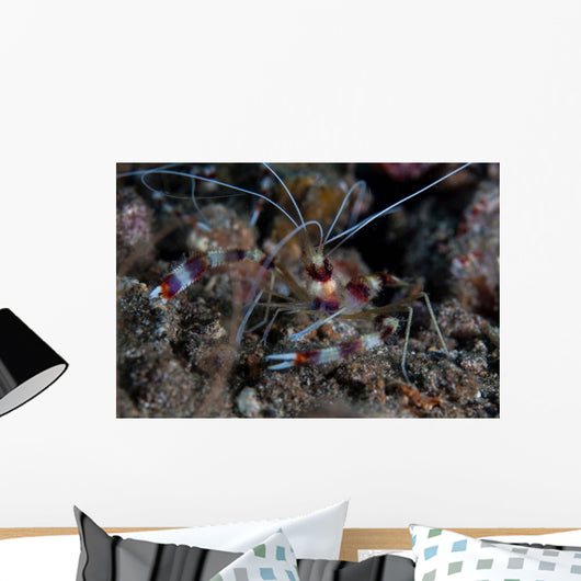 Banded Coral Shrimp Crawls Wall Decal
