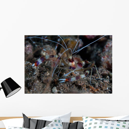 Banded Coral Shrimp Crawls Wall Decal