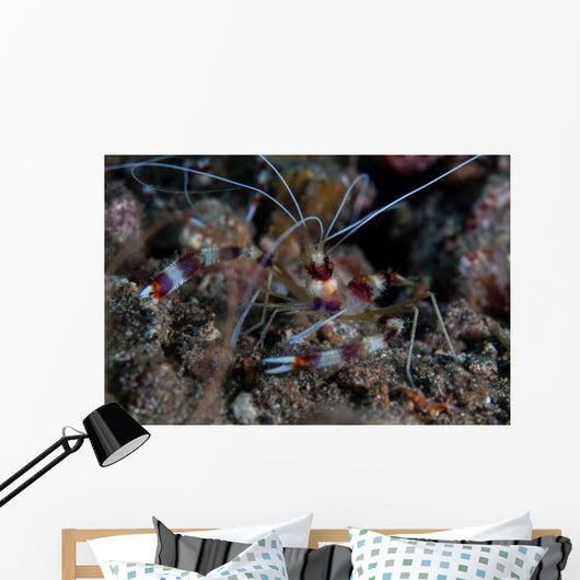 Banded Coral Shrimp Crawls Wall Decal
