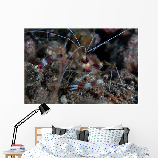 Banded Coral Shrimp Crawls Wall Decal