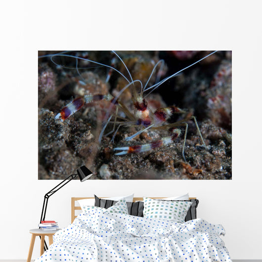 Banded Coral Shrimp Crawls Wall Decal