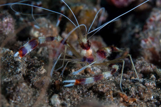 Banded Coral Shrimp Crawls Wall Decal