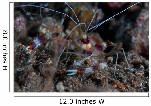 Banded Coral Shrimp Crawls Wall Decal