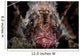 Shortfin Lionfish Stares into Wall Decal