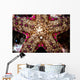 Close-up Unidentified Sea Star Wall Decal