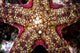Close-up Unidentified Sea Star Wall Decal