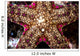 Close-up Unidentified Sea Star Wall Decal