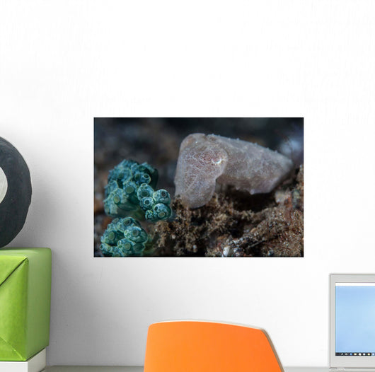 Pygmy Cuttlefish Blends into Wall Decal