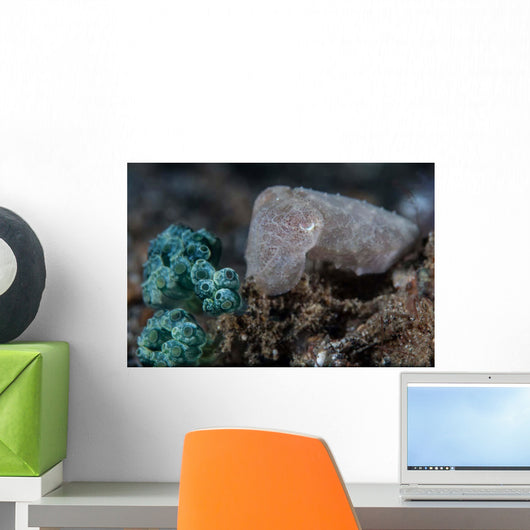 Pygmy Cuttlefish Blends into Wall Decal