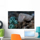 Pygmy Cuttlefish Blends into Wall Decal