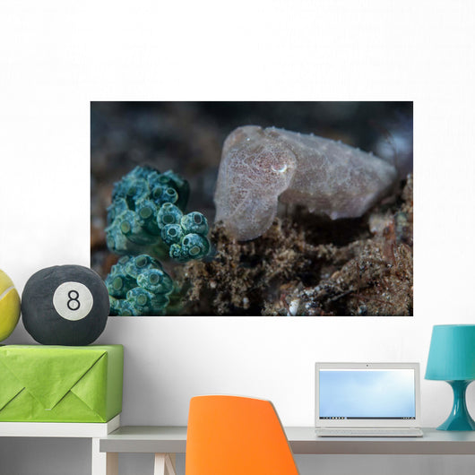 Pygmy Cuttlefish Blends into Wall Decal