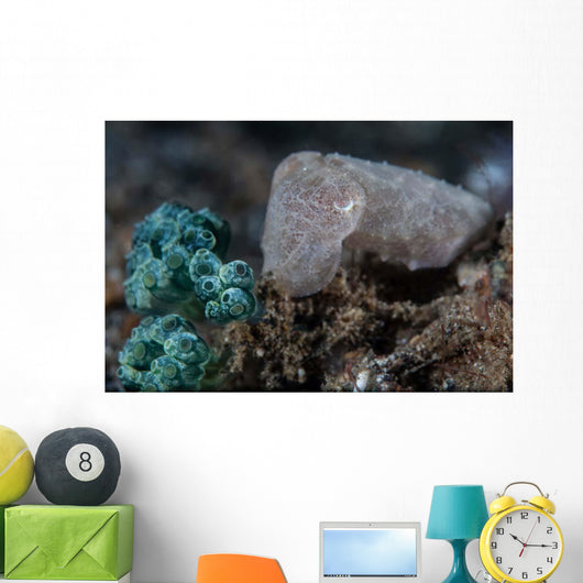 Pygmy Cuttlefish Blends into Wall Decal