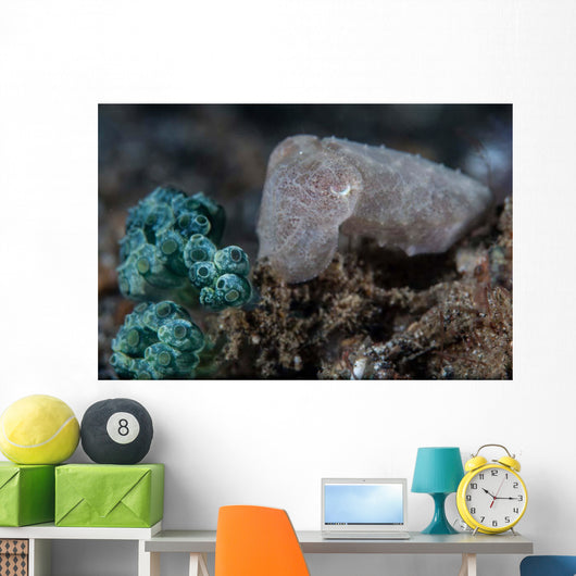 Pygmy Cuttlefish Blends into Wall Decal