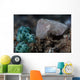 Pygmy Cuttlefish Blends into Wall Decal