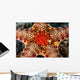 Close-up Neoferdina Insolita Starfish Wall Decal