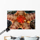 Close-up Neoferdina Insolita Starfish Wall Decal