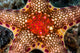 Close-up Neoferdina Insolita Starfish Wall Decal