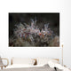 Pair Spiny Tiger Shrimp Wall Decal Design 2