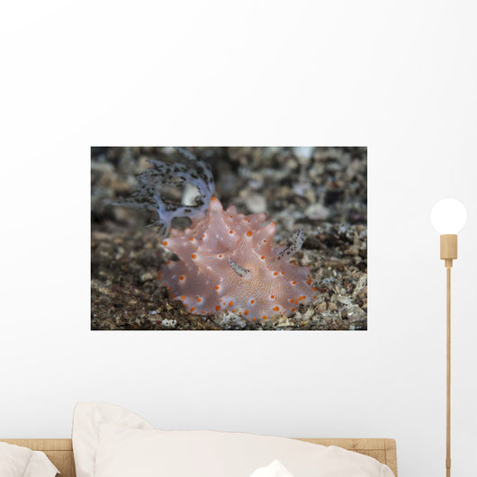 Close-up Beautiful Halgerda Batangas Wall Decal Design 2