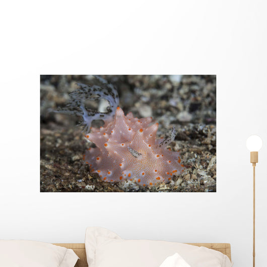 Close-up Beautiful Halgerda Batangas Wall Decal Design 2