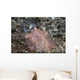 Close-up Beautiful Halgerda Batangas Wall Decal Design 2