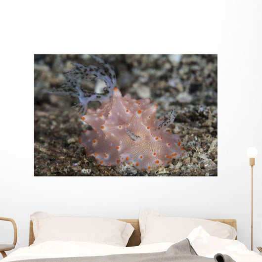 Close-up Beautiful Halgerda Batangas Wall Decal Design 2