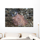Close-up Beautiful Halgerda Batangas Wall Decal Design 2