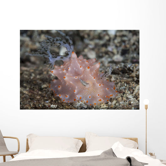 Close-up Beautiful Halgerda Batangas Wall Decal Design 2