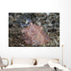 Close-up Beautiful Halgerda Batangas Wall Decal Design 2
