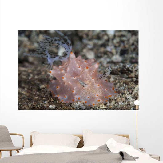 Close-up Beautiful Halgerda Batangas Wall Decal Design 2