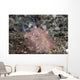 Close-up Beautiful Halgerda Batangas Wall Decal Design 2