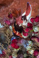 Colorful Nudibranch Eeds Tunicates Wall Decal