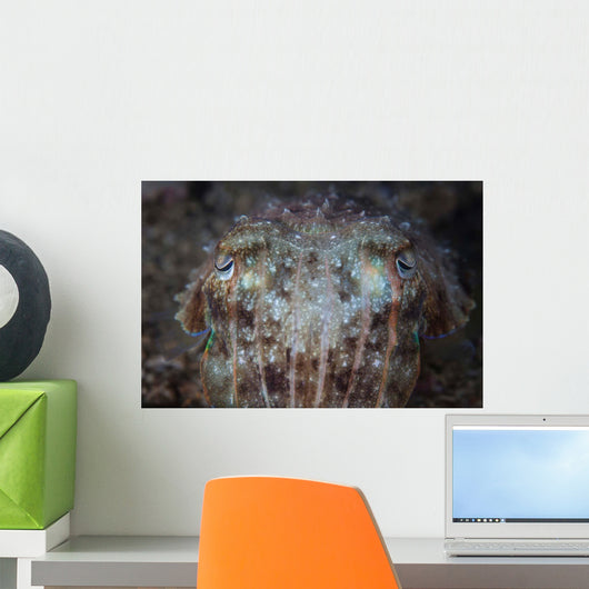 Close-up Front Broadclub Cuttlefish Wall Decal